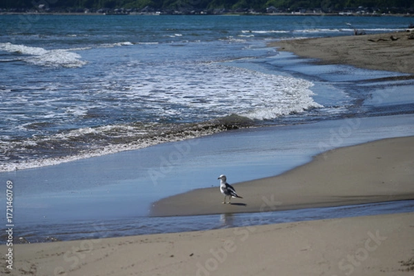 Obraz 海岸に佇む鳥