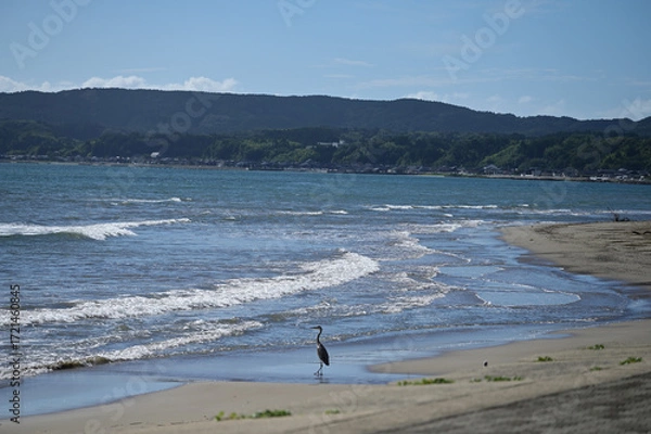 Obraz 海岸に佇む鳥