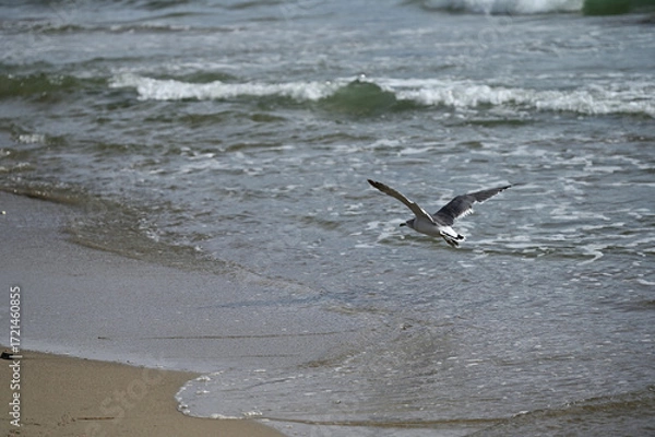 Obraz 海岸を飛ぶ鳥