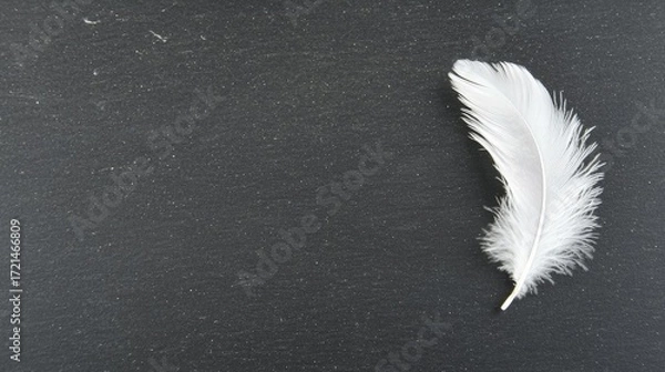 Fototapeta A single white feather on a black surface.