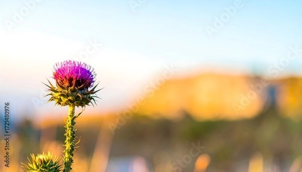 Obraz Close-up thistle in sunset light