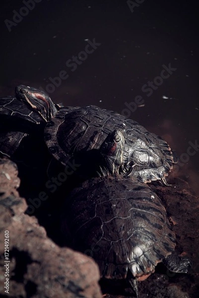 Obraz Turtles in the zoo