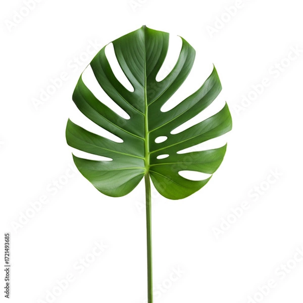 Fototapeta Monstera Leaf with Natural Splits and Glossy Texture on White Background