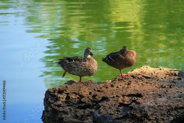 Obraz duck on the water