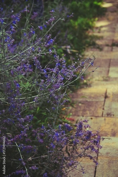 Obraz lavender field on a path 