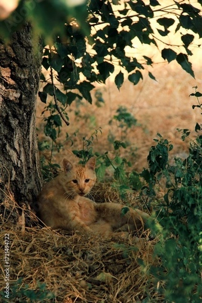 Obraz Ginger cat sitting near a tree