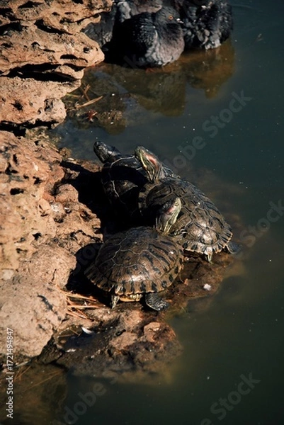 Obraz turtle on the water