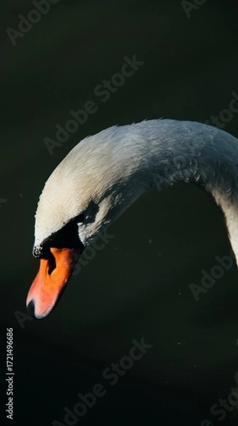 Obraz mute swan portrait
