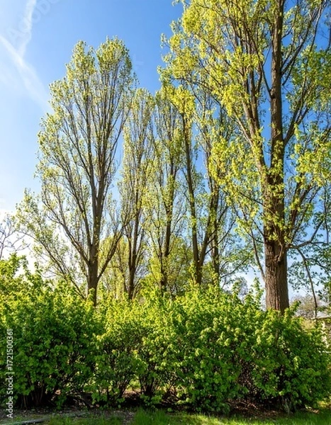 Obraz Spring trees and shrubs