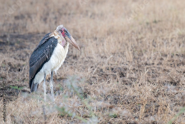Fototapeta A single Marabou Stork (Leptoptilos crumenifer), a large wading bird in the stork family Ciconiidae native to sub-Saharan Africa.