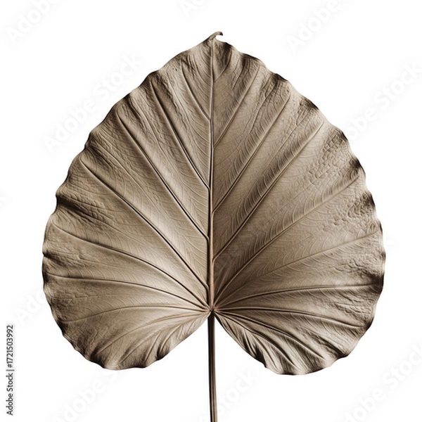Fototapeta Heart-Shaped Dried Leaf with Prominent Veins