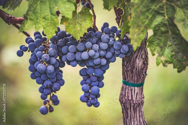 Obraz Bunches of blue grapes in the vineyard. Cabernet Franc grapes for making red wine in the harvesting.
