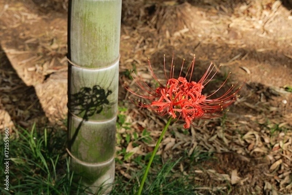 Obraz 秋のヒガンバナ