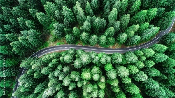 Fototapeta aerial. Aerial view of a serene forest road winding through lush greenery under natural daylight. travel magazines, destination branding, designed for travel destination branding.