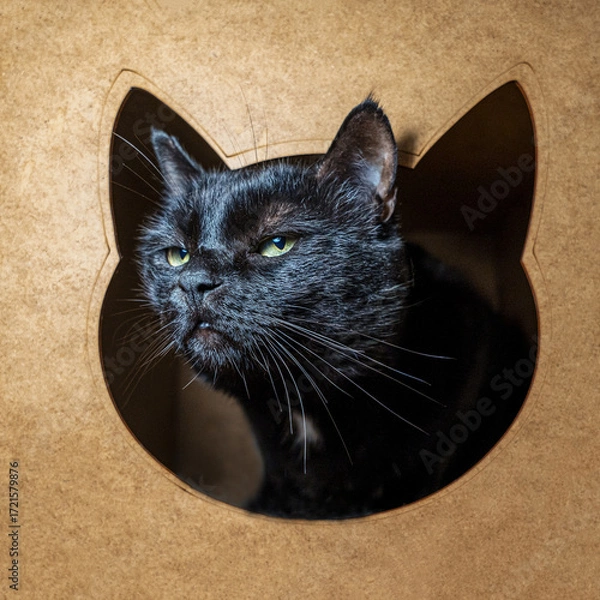 Fototapeta A striking black cat with piercing green eyes looks directly at the camera from inside a cat-shaped cutout in a wooden or cardboard structure, creating a cozy and intriguing portrait. 