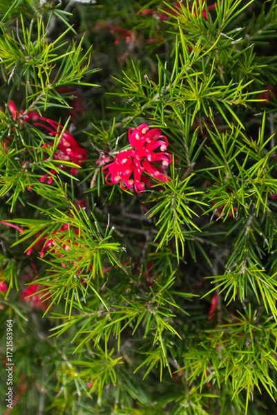 Fototapeta Grevillea Plant (Grevillea Juniperina) with Vibrant Red Spider Flowers and Sharp Green Foliage – Native Australian Evergreen Shrub Ideal for Pollinators, Landscaping, and Drought-Resistant Gardens
