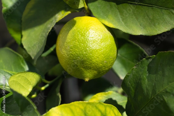 Fototapeta Citrus tree in garden, close-up. Ripening lemons on branches. Background of oranges growing for publication, poster, calendar, post, screensaver, wallpaper, cover, website. High quality photo