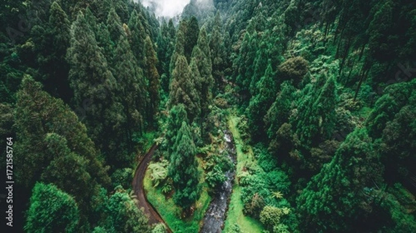 Fototapeta aerial. Aerial view of a serene forest road winding through lush greenery under natural daylight. travel magazines, destination branding, designed for travel destination branding.