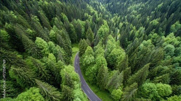 Fototapeta aerial. Aerial view of a serene forest road winding through lush greenery under natural daylight. travel magazines, destination branding, designed for travel destination branding.