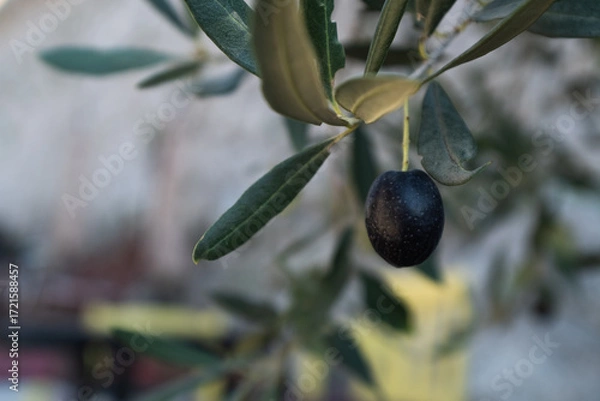 Fototapeta Close-Up of Ripe Olive on Tree Branch – Olive Tree Leaves and Fruit in Natural Sunlight for Organic Agriculture and Mediterranean Themes. High quality photography