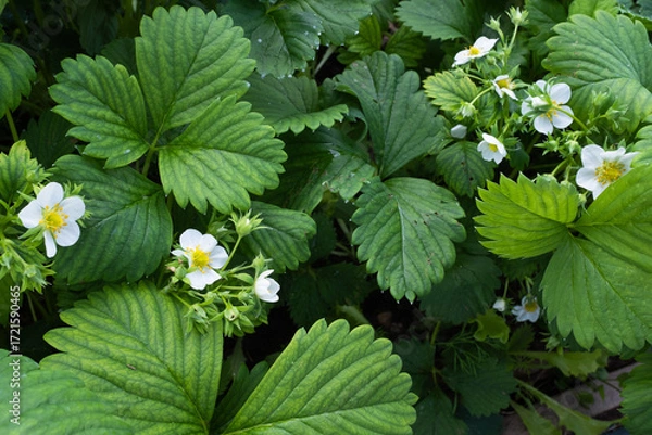 Fototapeta Background from blooming strawberry, top view. White strawberry flowers with green leaves for publication, design, poster, calendar, post, screensaver, wallpaper, cover, website. High quality photo