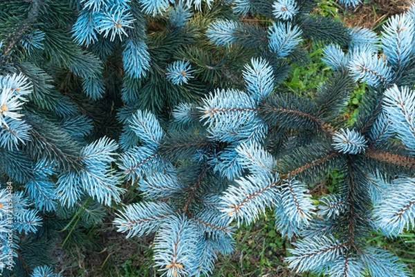 Fototapeta Close-Up of Blue Spruce Tree Foliage – Silvery-Blue Needles on Colorado Blue Spruce Branches in Garden Setting, Ideal Evergreen for Landscape Design, Windbreak, or Winter Interest