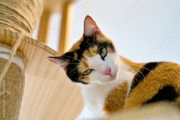 Obraz A beautiful calico cat distinguished by its distinctive tri-color coat pattern of black, white and orange patches.