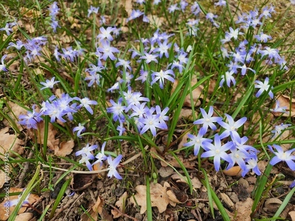 Fototapeta Chionodoxa luciliae or Glory of the Snow is an underground rhizome plant with small pale blue to purple-blue petals and star-like white centers. It can bloom in the snow.
