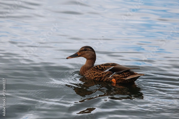 Fototapeta A single female mallard duck floats calmly across the surface of the water on a cloudy day. Ripples and the bird's reflection are visible in the water.
