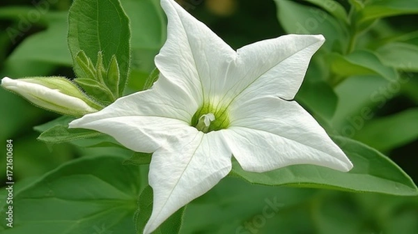Fototapeta Close-up of a fully bloomed Mexican petunia flower, with a background of soft green leaves.
