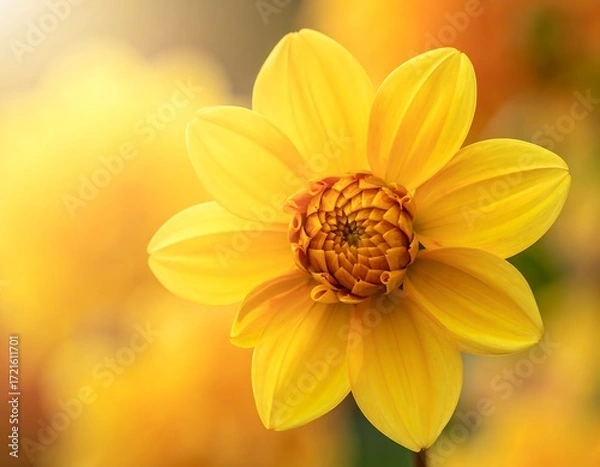 Fototapeta Close-up of a vibrant yellow dahlia (1)