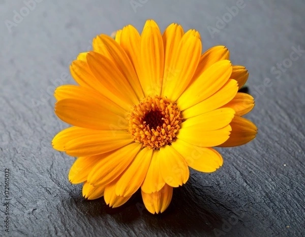 Obraz Close-up of a vibrant yellow flower on dark stone