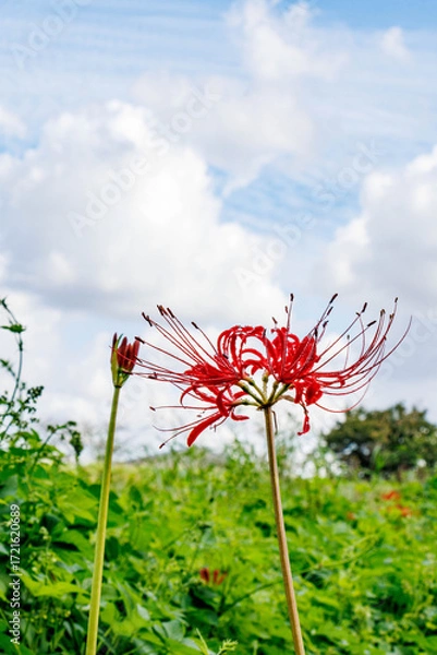 Obraz 青空に映えるヒガンバナ