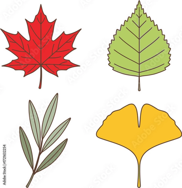 Fototapeta Four leaf types, including maple, birch, olive, and ginkgo