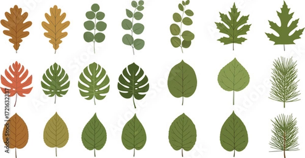 Fototapeta Collection of assorted leaf types in diverse shapes and textures