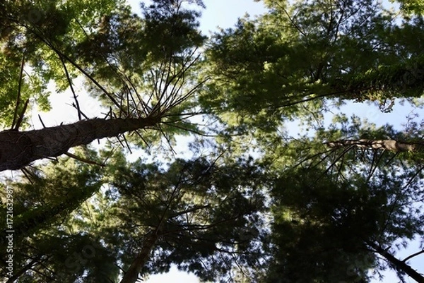 Fototapeta A view of the tall pine trees in the forest.