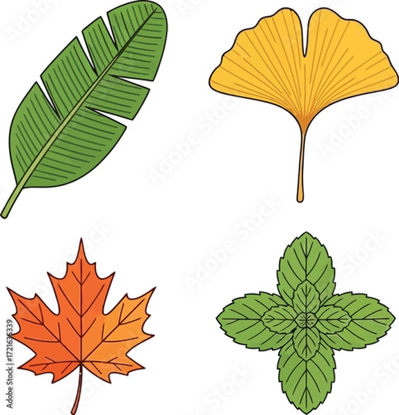 Fototapeta Collection of four leaf types including banana, ginkgo, maple, and mint
