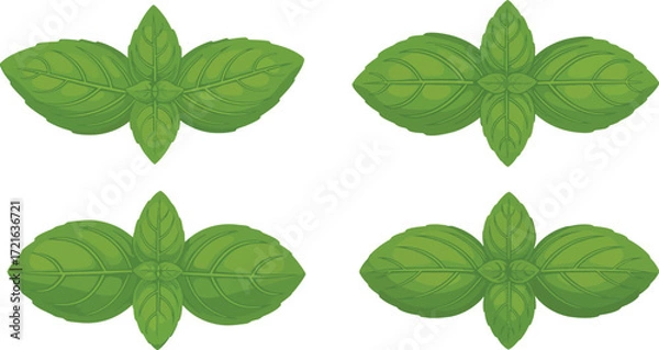 Fototapeta Four basil leaves arranged in a square pattern