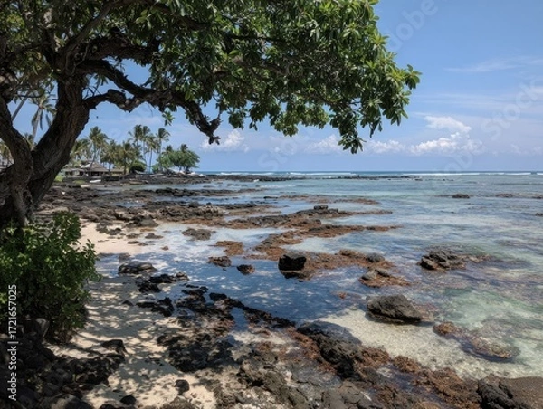 Fototapeta Tranquil coastal scene featuring a shoreline with dark volcanic rocks, a placid ocean, and a large shady tree overhead.