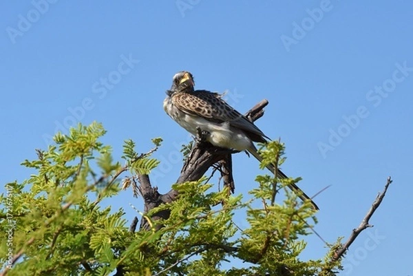 Obraz Grautoko (Lophoceros nasatus dorsalis) im Etoscha Nationalpark in Namibia