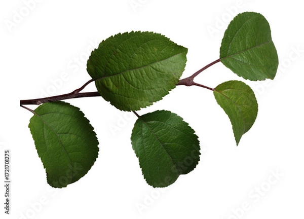 Fototapeta Green tree branch isolated