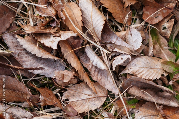 Obraz 広葉樹の茶色い落ち葉