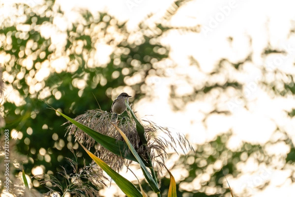 Fototapeta A female stonechat (Saxicola torquata) perched on a fuzzy reed or tall grass, bathed in the soft, golden light of a sunrise or sunset. 