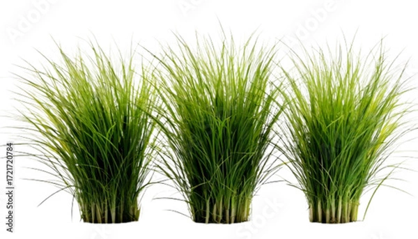 Fototapeta Three Switchgrass Sprigs in Studio Spotlight.