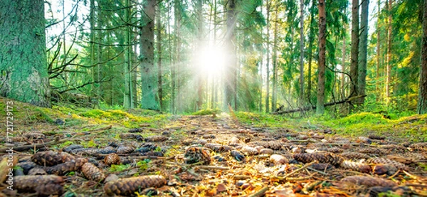 Obraz Wide panoramic view of sunset in the forest