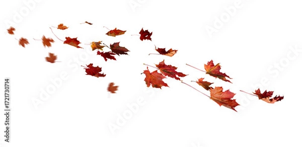 Fototapeta  Autumn red falling maple leaves swirl in the wind. Fall leaves png cutouts
