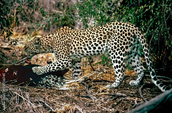 Fototapeta leopard with porcupine kill