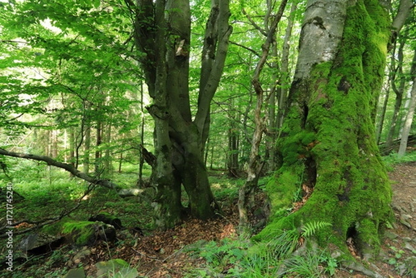 Obraz Old beech trees with moss covering trunks