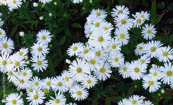 Obraz Aster dwarf, white petals flowers plants.