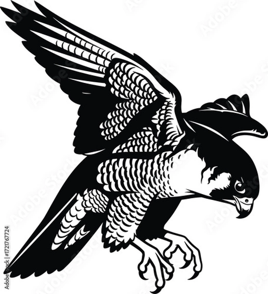 Fototapeta Vector Illustration of Falcon in Flight with Open Wings and Detailed Feathers in Black and White
